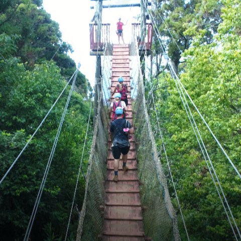 a train traveling down train tracks near a forest