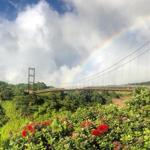 a close up of a flower garden